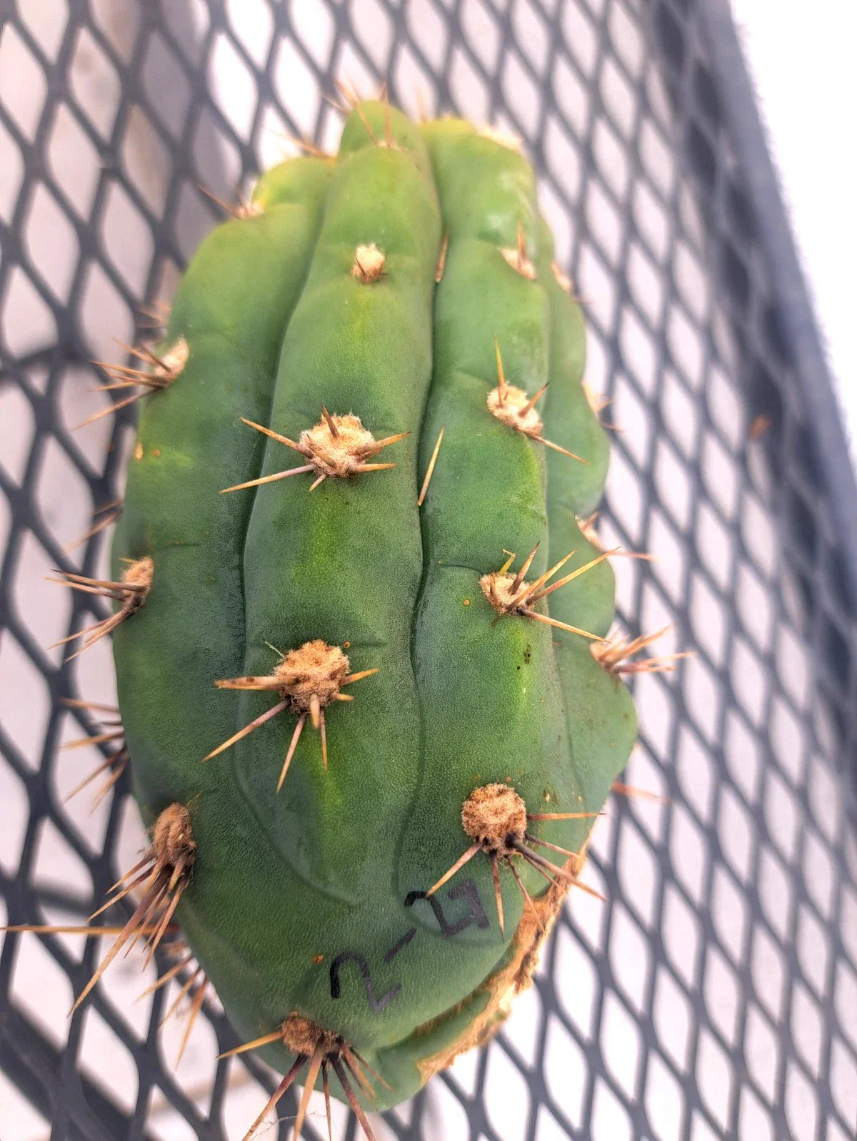 Cereus Peruvianus Cactus Cutting - Succulent Indoor Plant - Drought-Resistant, Easy Care, Architectural Shape