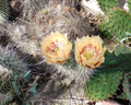 Cold Hardy Cactus Opuntia erinacea One Pad with Yellow Orange Flowers - Drought-Resistant Succulent for Garden or Container