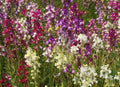 Northern Lights Snapdragon Seeds Mix - Multi-Color Blooms, Pollinator Friendly, Antirrhinum majus Seed Packet