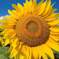 Giant Yellow Sunflower Seeds 50pcs - Helianthus annuus for Garden, Competition, Bright Yellow Flowers