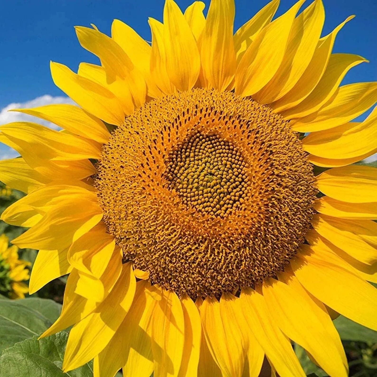 Giant Yellow Sunflower Seeds 50pcs - Helianthus annuus for Garden, Competition, Bright Yellow Flowers
