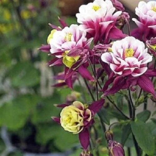 Double Maroon White Columbine Seeds - Aquilegia vulgaris Perennial Flower Seeds for Garden Borders & Pollinator Attractors