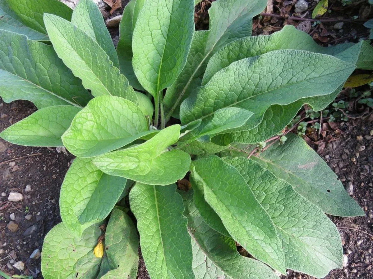 Russian Comfrey Root Cuttings 5+ Pack Bocking 14 Variety Beyond Organic