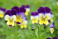 Viola Johnny Jump Up Seeds - Colorful Perennial Flowering Plant, Viola tricolor, Bright Purple, Yellow & White