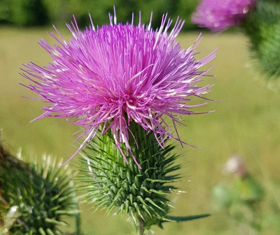 Scottish Thistle Seeds Pack of 200+ | Cirsium vulgare Wildflower Seeds for Garden Planting & Pollinator Attraction