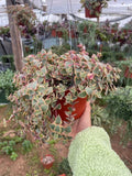 Crassula Marginalis Rubra 'Variegata' Succulent Cuttings – Calico Kitten, Variegated, Propagation, Indoor & Outdoor Plant