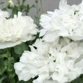 White Cloud Poppy Seeds - 200+ Pack for Garden Planting - Papaver somniferum - Easy to Grow, White Flowers, Pollinator Attractant