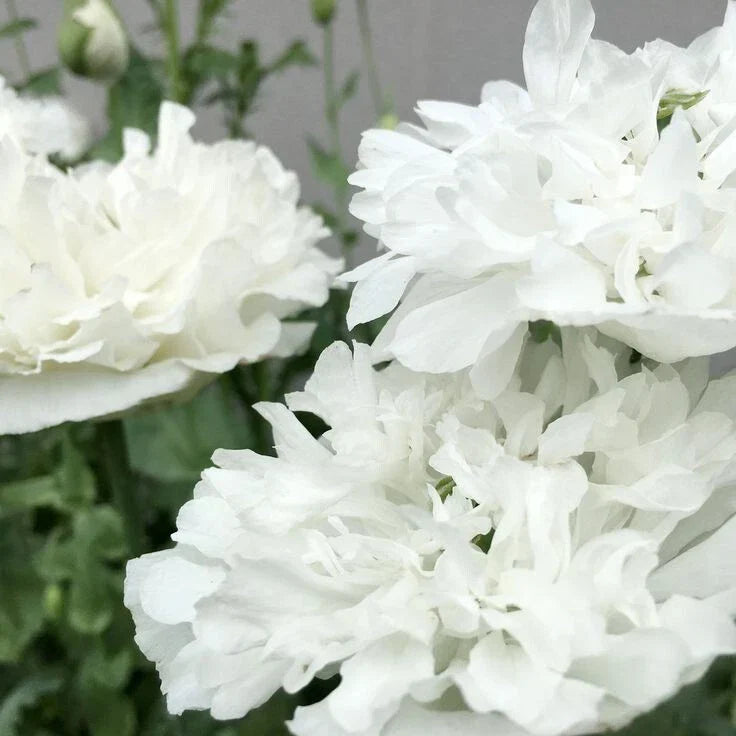 White Cloud Poppy Seeds - 200+ Pack for Garden Planting - Papaver somniferum - Easy to Grow, White Flowers, Pollinator Attractant
