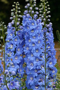 Delphinium Seeds - Sunny Skies Variety - Blue & Purple Flowers - Delphinium elatum - Garden Planting Pack