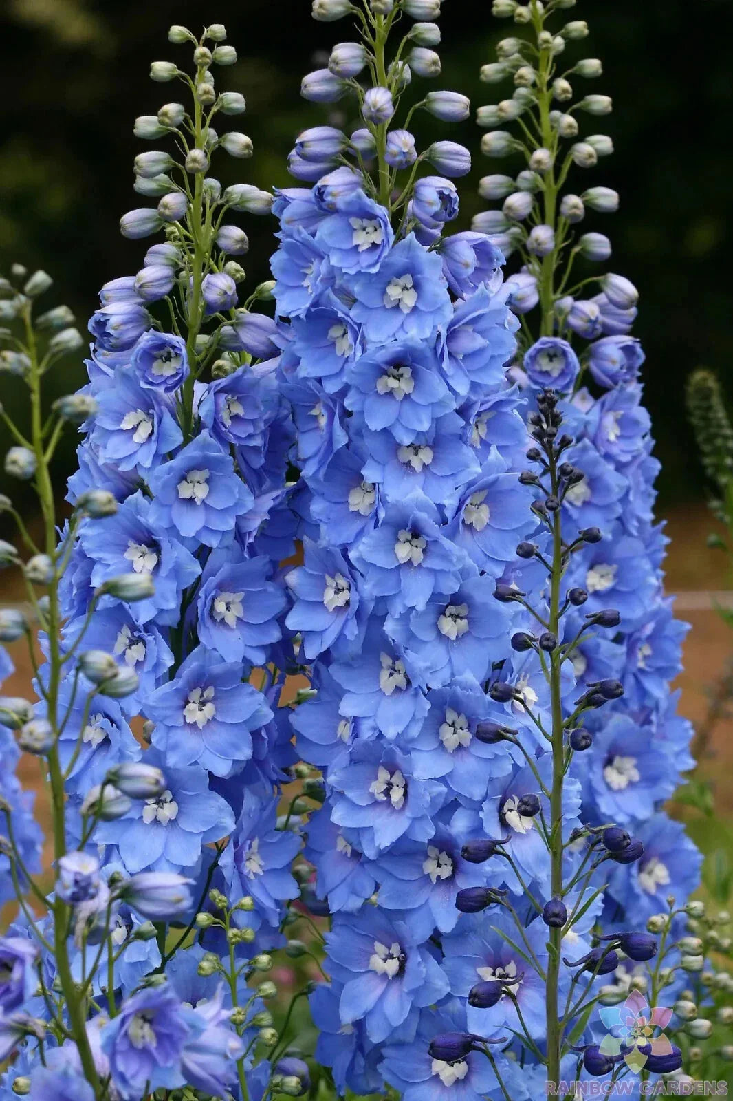 Delphinium Seeds - Sunny Skies Variety - Blue & Purple Flowers - Delphinium elatum - Garden Planting Pack