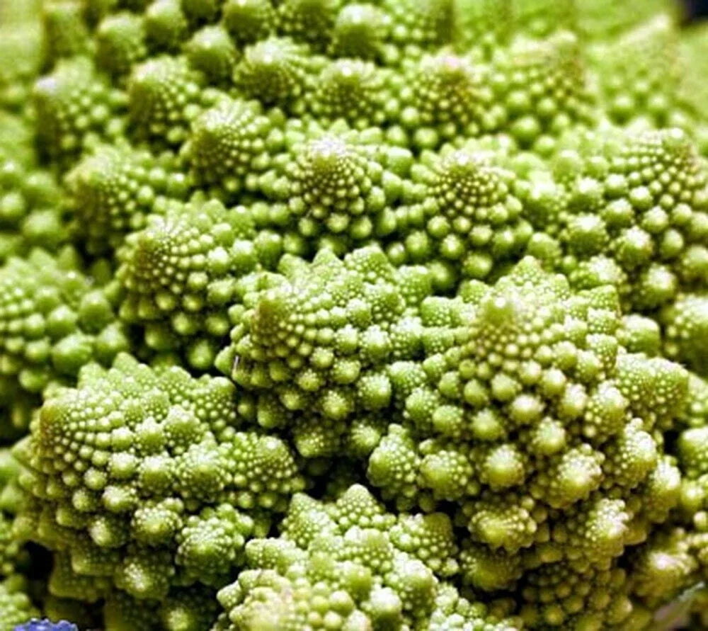 Broccoli Romanesco Seeds 5000 Count Heirloom Variety Brassica oleracea var. botrytis