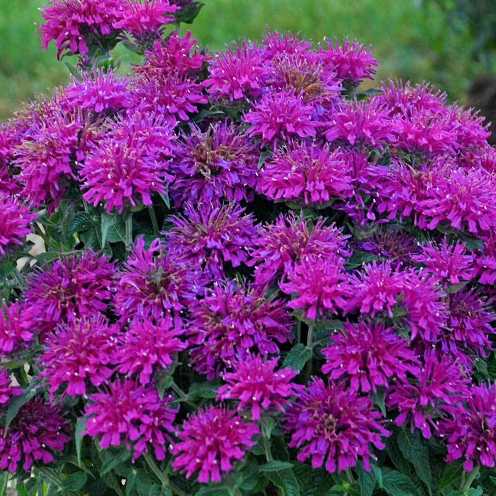 Bee Balm Seeds - 100 Gumball Monarda didyma Flower Seeds for Hummingbirds and Pollinators