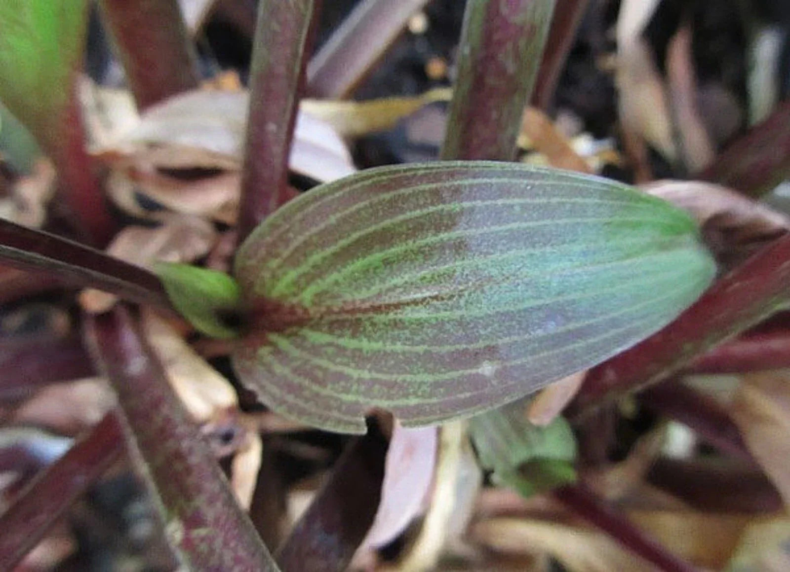 Hosta Wisconsin Red Plant in 5.25" Pot - Shade Perennial with Red Margins - Well-Rooted Hosta spp.