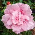 Double Light Pink Hibiscus Seeds - Perennial Flower Seeds for Garden Borders & Containers - Hibiscus rosa-sinensis, 20 Seeds