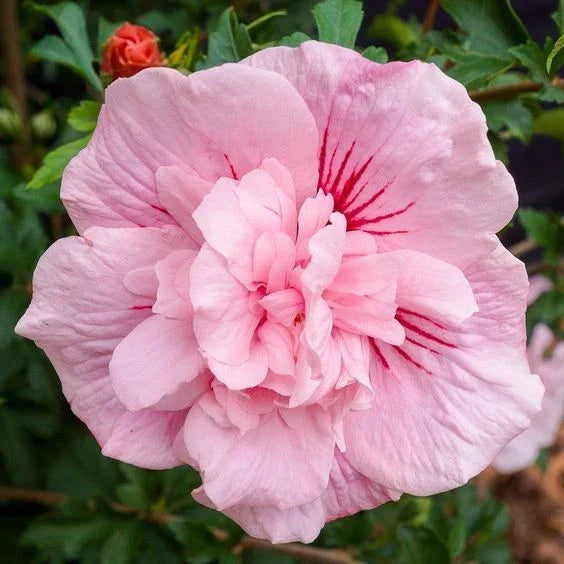 Double Light Pink Hibiscus Seeds - Perennial Flower Seeds for Garden Borders & Containers - Hibiscus rosa-sinensis, 20 Seeds