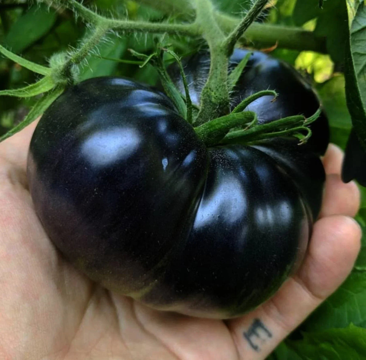Black Sea Man Tomato Seeds – Heirloom Organic Solanum lycopersicum, Rare Dark Fruit, 10+ Seeds for Gardening, Non-GMO, Full Sun
