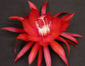 Epiphyllum Orchid Cactus Cutting - Cosmic Queen Variety, Trailing Epiphyllum, Pink & White Blooms, Indoor & Outdoor Plant Propagation