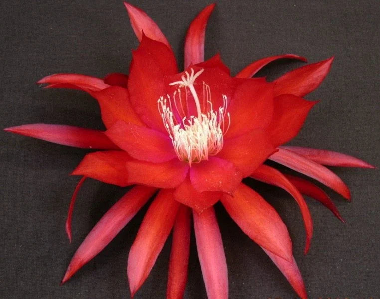 Epiphyllum Orchid Cactus Cutting - Cosmic Queen Variety, Trailing Epiphyllum, Pink & White Blooms, Indoor & Outdoor Plant Propagation
