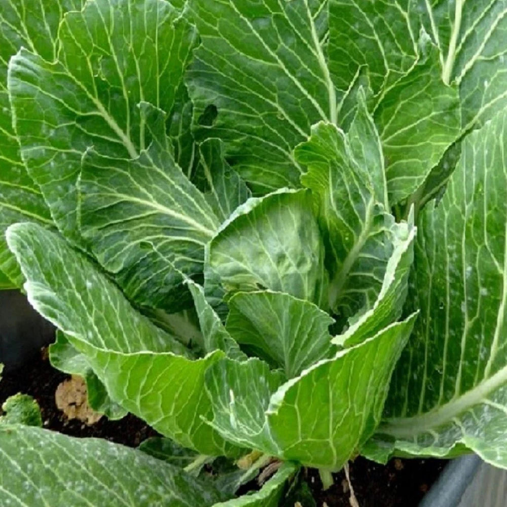 Vates Collards Seeds - Heirloom NON-GMO Vegetable Seeds for Garden, Brassica oleracea var. viridis
