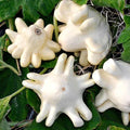 Yugoslavian Finger Squash Seeds – Heirloom Cucurbita pepo, Green, Vining, Fresh Seed Packet for Home Gardening