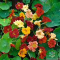 Nasturtium Seeds - 50+ Double Gleam Mix - Flowering Garden Plant - Tropaeolum majus, Bright Colors, Easy Grow