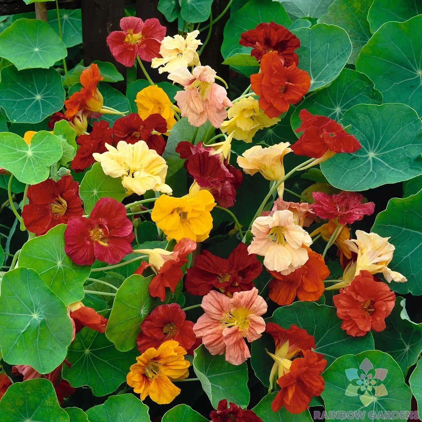 Nasturtium Seeds - 50+ Double Gleam Mix - Flowering Garden Plant - Tropaeolum majus, Bright Colors, Easy Grow