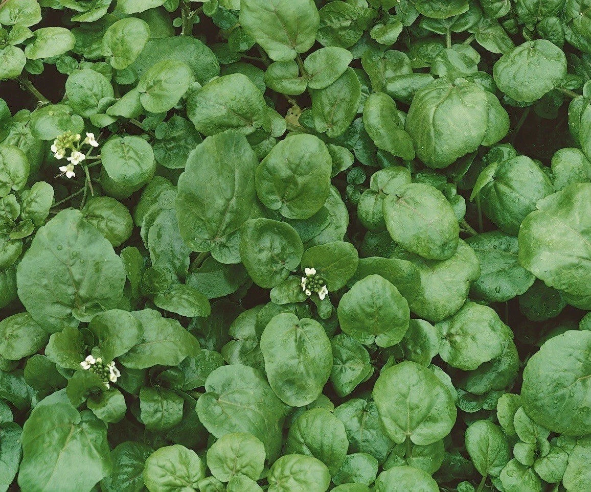 True Watercress Seeds 1000+ Non-GMO Heirloom Nasturtium officinale for Aquaponics & Garden Beds