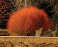 Red Flame Willow Tree - 3 Gallon Pot - Vibrant Red Foliage - Salix purpurea - Fast-Growing Landscape Tree