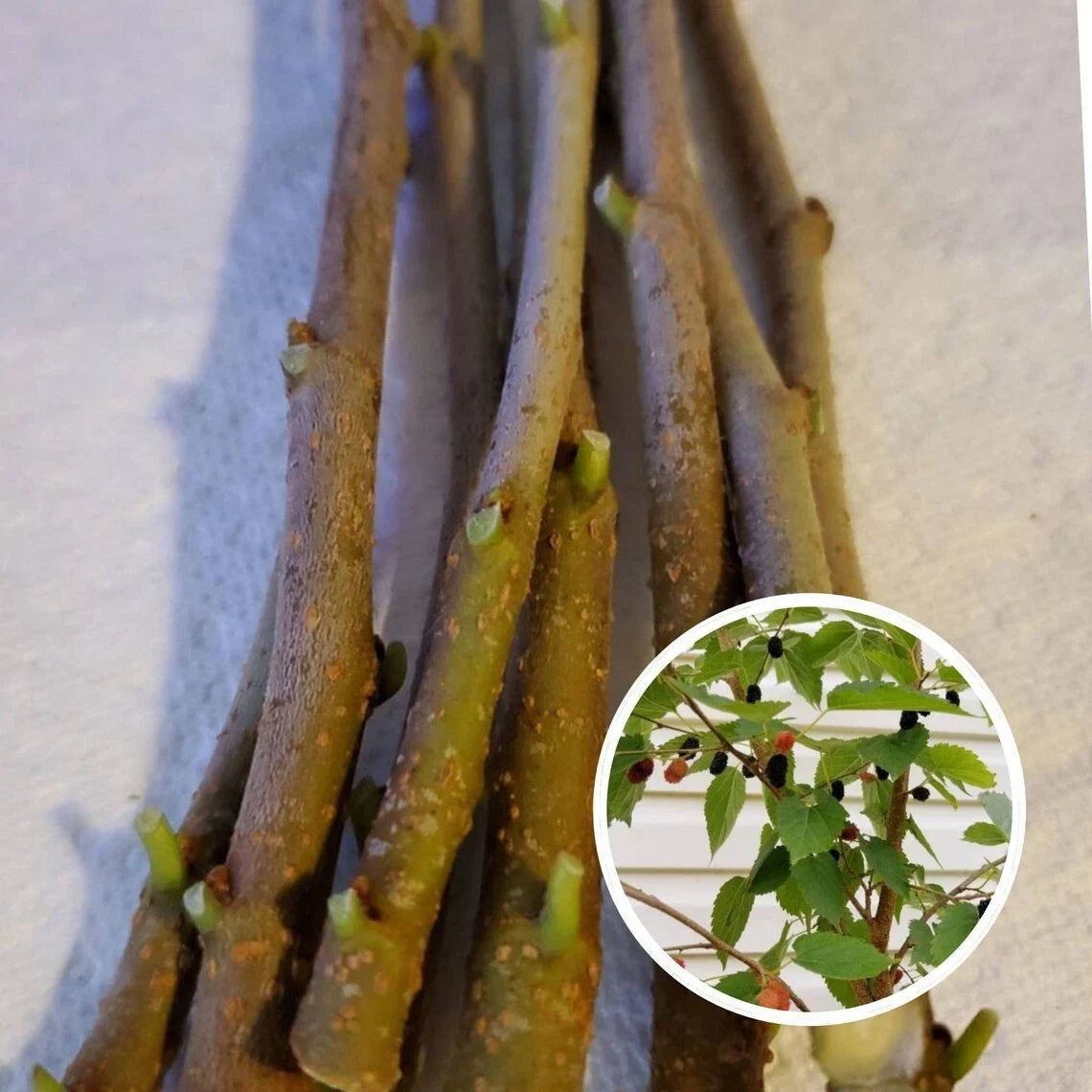 Mulberry Cuttings 15-Pack Unrooted 8 Inches Organic Morus alba Wholesale