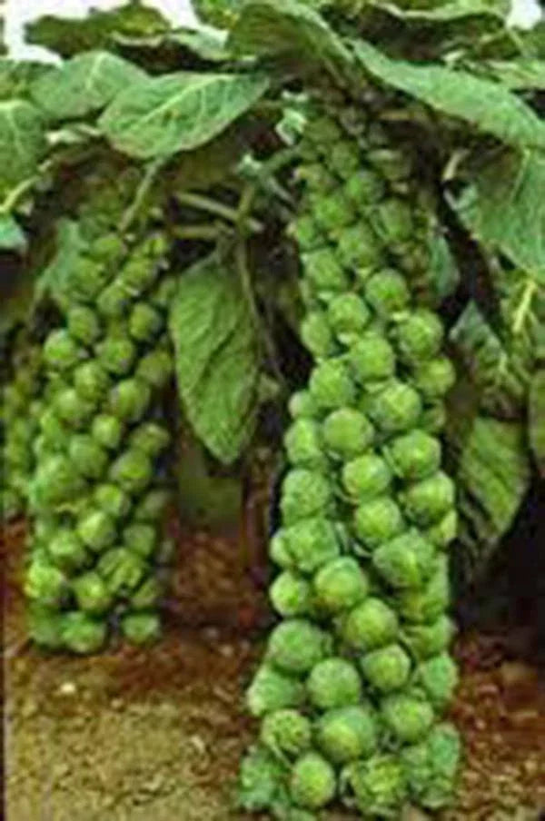 Brussels Sprouts Seeds 100 Packets Non-GMO Organic Brassica oleracea var. gemmifera for Home Garden
