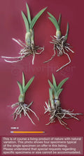 Eulophia petersii Succulent Orchid Live Plant or Seeds - Rare Desert Plant for Indoor & Arid Gardens