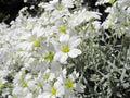Snow In Summer Seeds - 200+ White Flower Perennial Ground Cover - Cerastium tomentosum