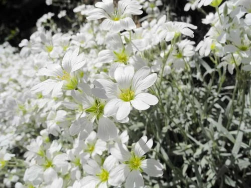 Snow In Summer Seeds - 200+ White Flower Perennial Ground Cover - Cerastium tomentosum