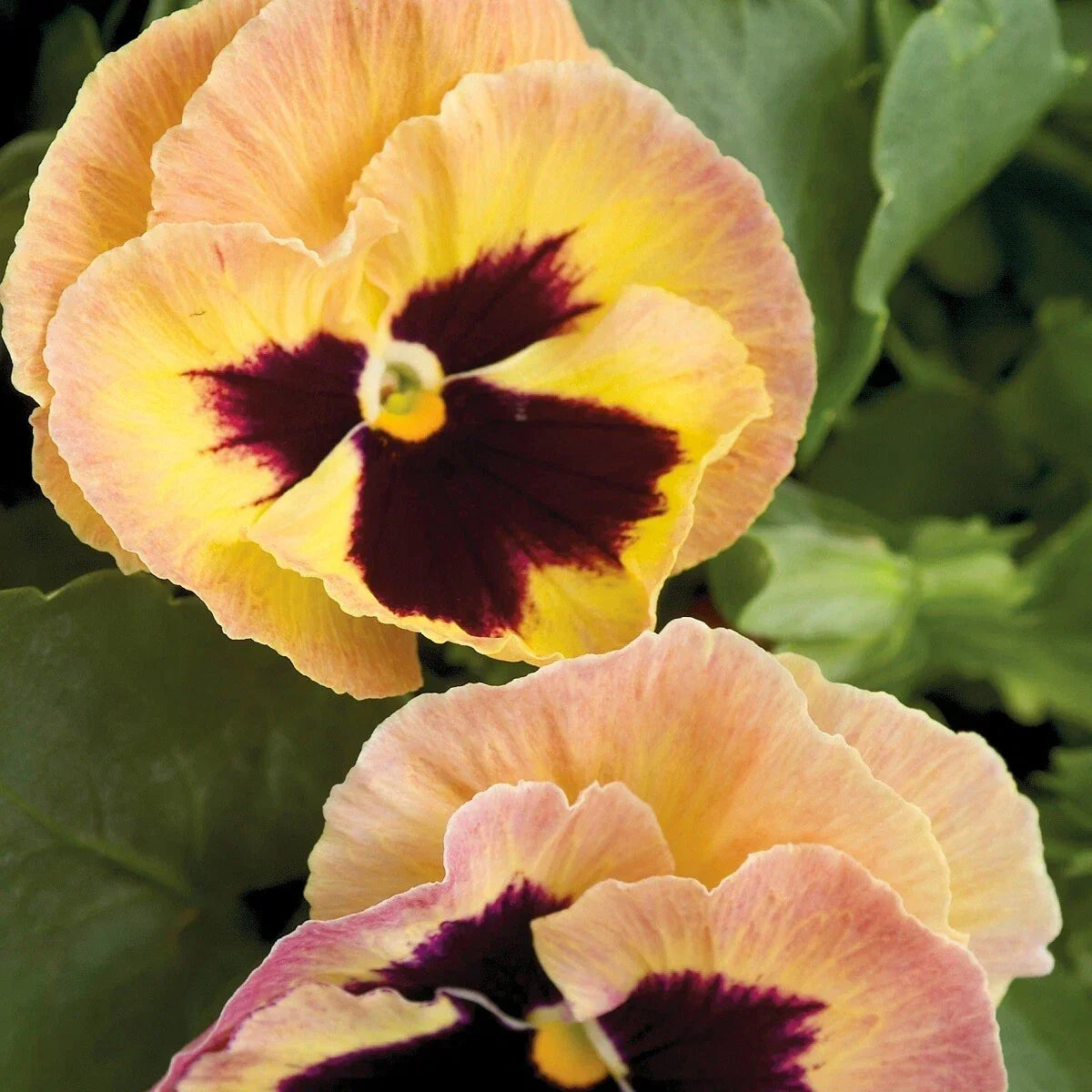 Pansy Seeds - 50 Pack Majestic Giant Blotch Sherry Viola tricolor var. hortensis Garden Flower Seeds
