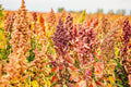 Rainbow Quinoa Seeds for Planting - 500 Seeds, Bright Multi-Color Variety, Chenopodium quinoa