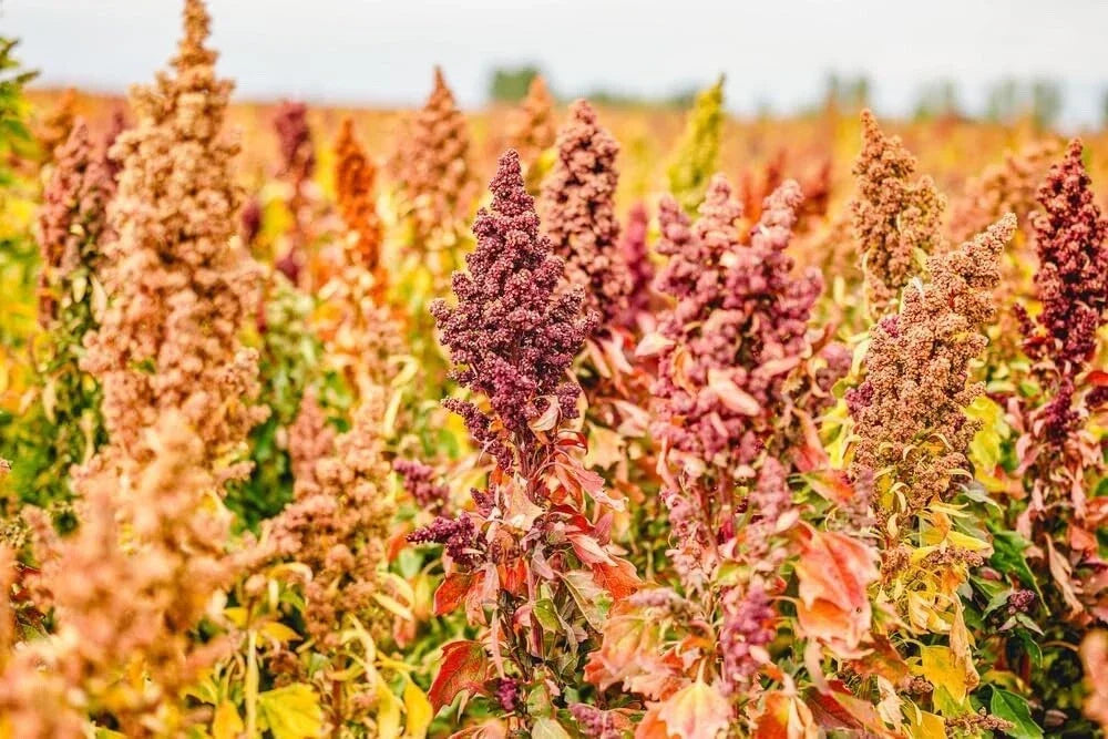 Rainbow Quinoa Seeds for Planting - 500 Seeds, Bright Multi-Color Variety, Chenopodium quinoa