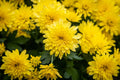 Yellow Chrysanthemum Live Plant – Perennial, Bushy, No Blooms, Chrysanthemum morifolium