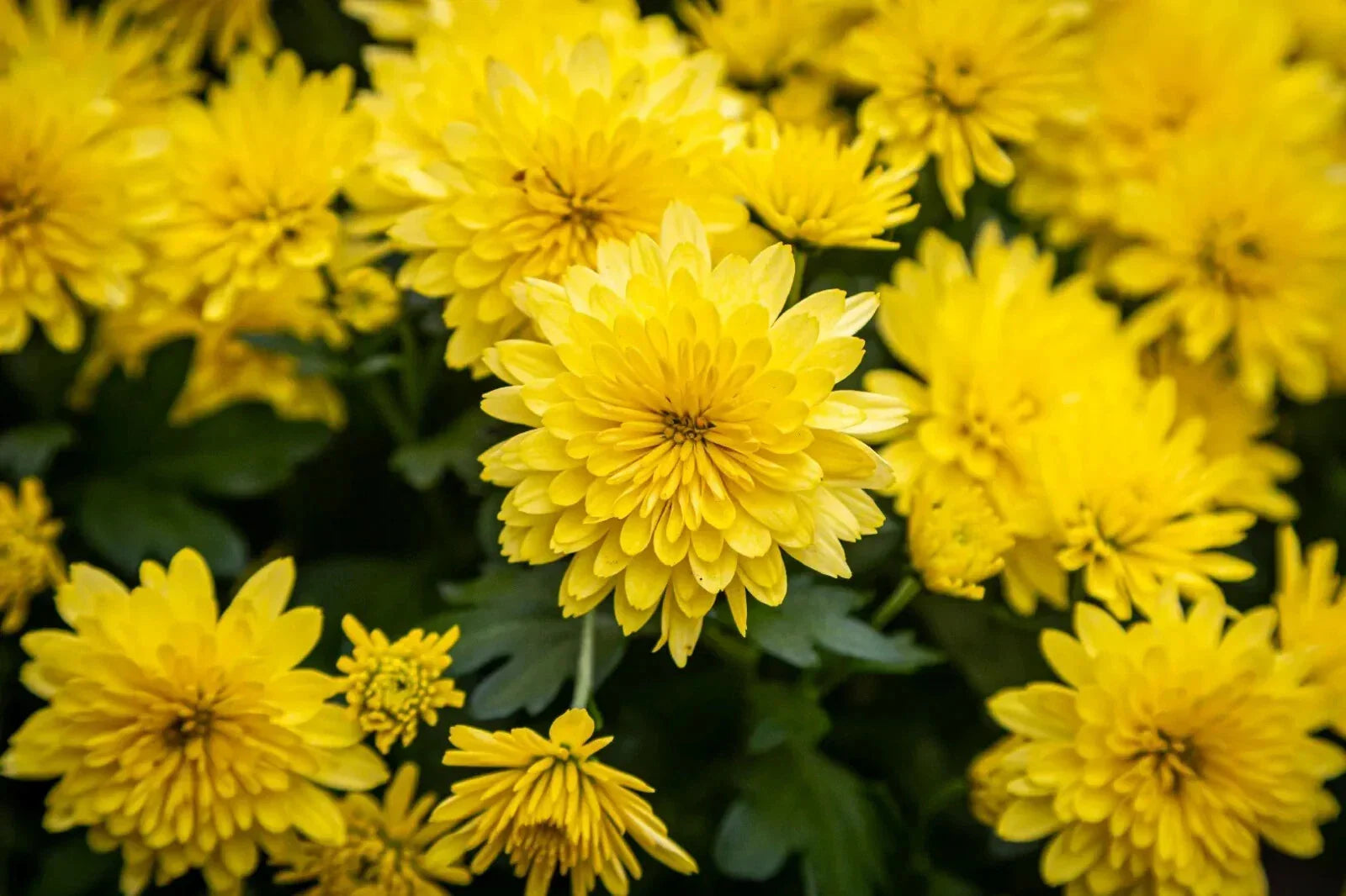 Yellow Chrysanthemum Live Plant – Perennial, Bushy, No Blooms, Chrysanthemum morifolium