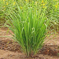 Set of 5 Lemongrass Rooted Plants – Edible Herb Cymbopogon citratus – Fresh Culinary, Kitchen Garden, Live Indoor or Outdoor
