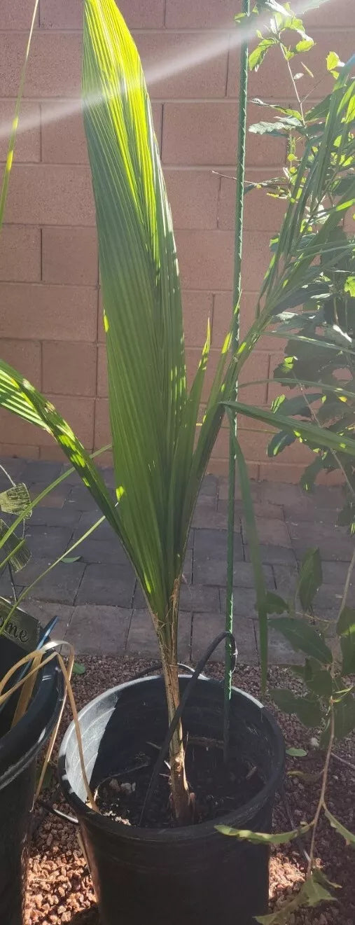 Queen Palm Tree Sapling Live 3+ Year Old, Tropical Indoor Outdoor Plant, Archontophoenix alexandrae