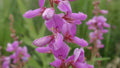 Showy Tick Trefoil Seeds – Pink Perennial Astragalus canadensis for Pollinator Gardens, Wildflowers, 100 Seeds
