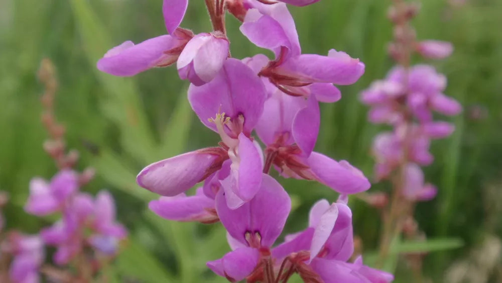 Showy Tick Trefoil Seeds – Pink Perennial Astragalus canadensis for Pollinator Gardens, Wildflowers, 100 Seeds