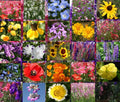 Wildflower Mix Seeds - 1 Oz Bulk Native Early Blooming Pollinator-Friendly Garden Seeds