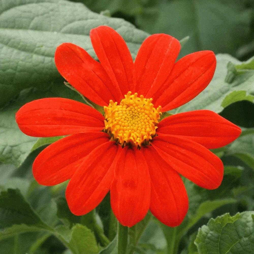 Mexican Sunflower Seeds - Red Torch Variety for 2025 - Tithonia Rotundifolia, Vibrant Red-Orange Flowers, Butterfly Attractant
