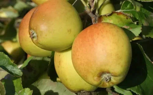 Golden Russet Apple Seeds - Organic Malus domestica for Garden Planting, 25+ Seeds, Non-GMO, Fruit Tree, USA