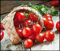 Dwarf Cherry Tomato Seeds | 100+ High Yield Solanum lycopersicum var. cerasiforme for Containers & Small Gardens