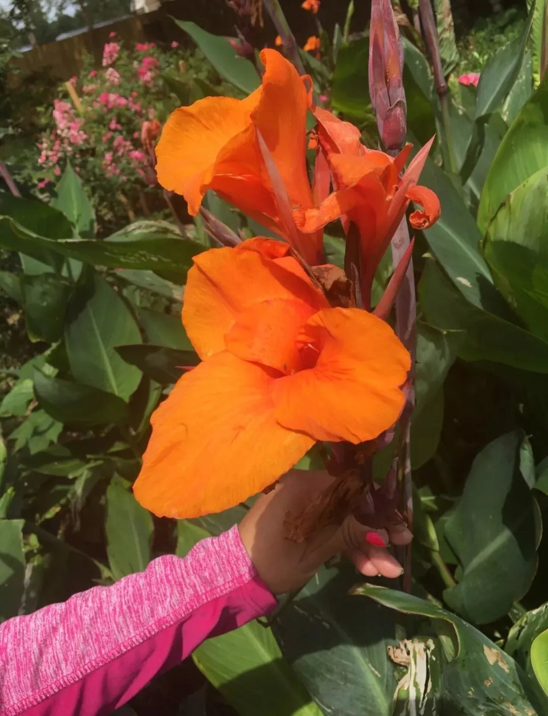 Orange Canna Lily Bulbs – 3 Pack, Tropical Plant with Vibrant Orange Flowers, Canna indica, Full Sun, Garden Flower Bulbs