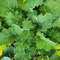 Dwarf Siberian Kale Seeds | Heirloom Non-GMO Vegetable Garden Seeds | Brassica oleracea var. sabellica