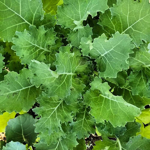Dwarf Siberian Kale Seeds | Heirloom Non-GMO Vegetable Garden Seeds | Brassica oleracea var. sabellica