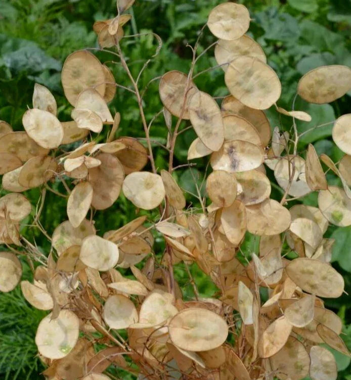 Money Plant Seeds 100+ Lunaria Biennis Silver Pennies Wildflower Garden Seeds for Borders & Pollinators